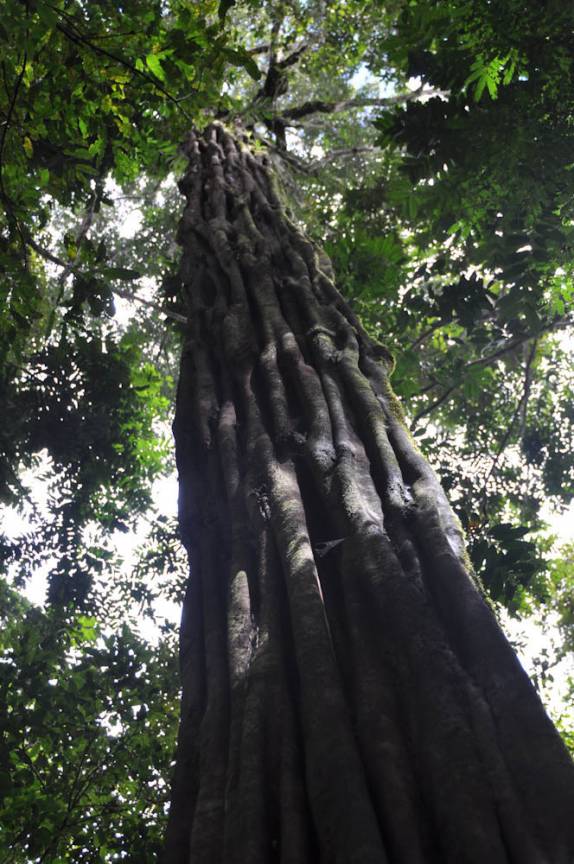 Carapanaúba, com o tronco cheio de 'veias', na FLONA, comunidade de São Domingo, região de Alter do Chão - PA